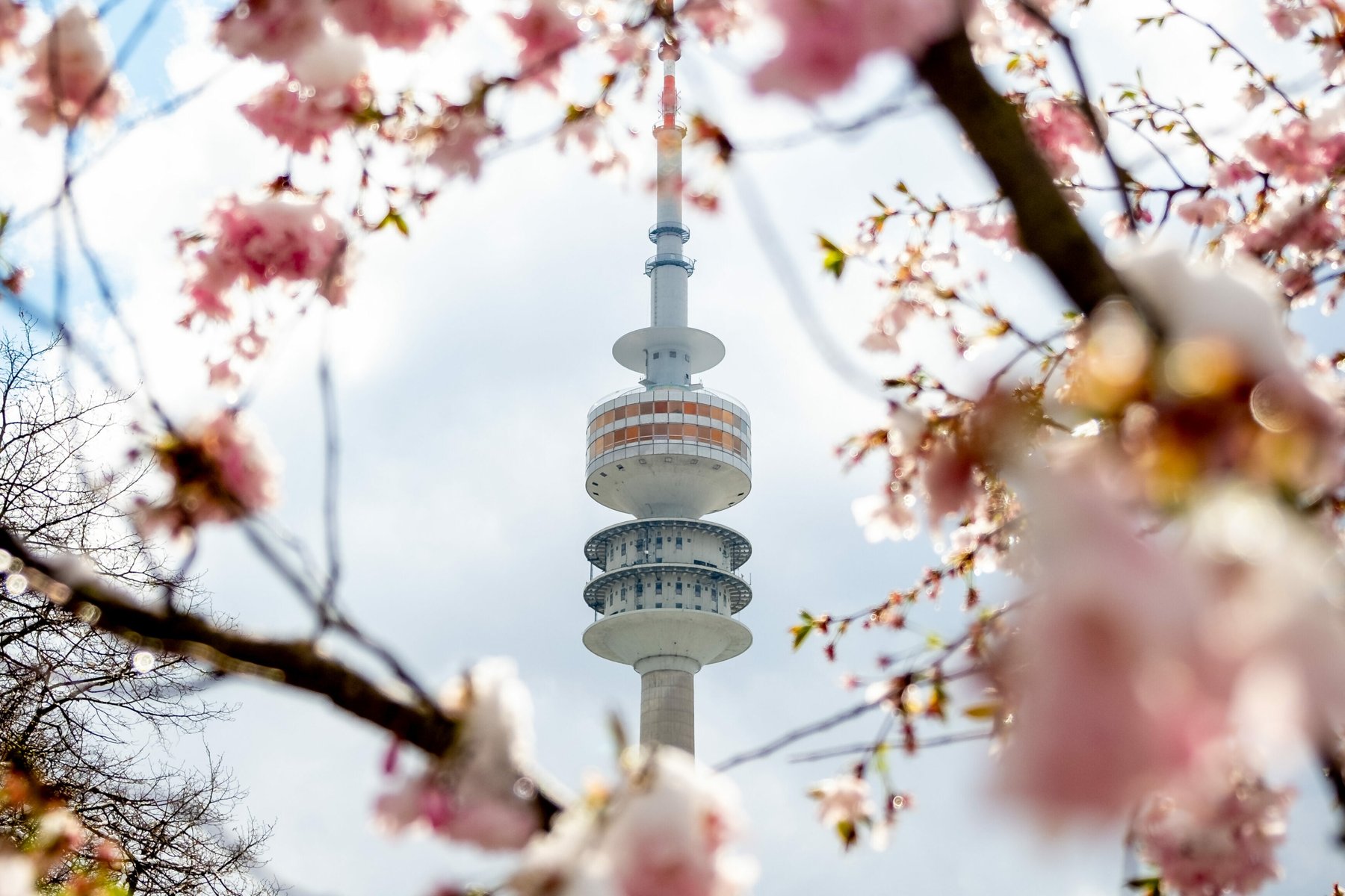 Olympiaturm München mit Kirschblüten